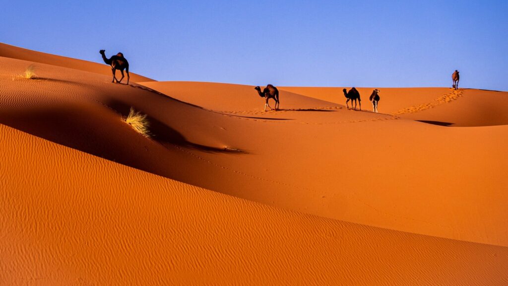 3 days tour from marrakech (Marrakech, Dades, Merzouga, Marrakech)