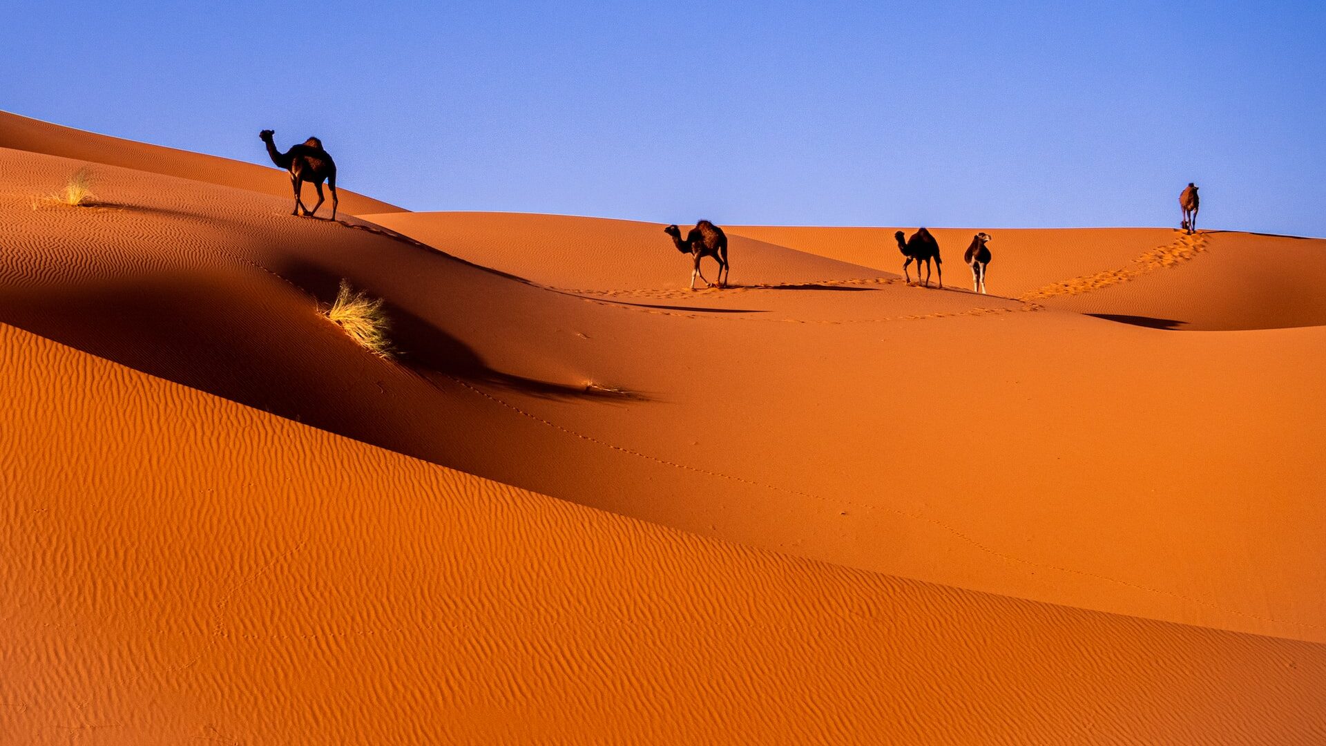 4 days tour from Marrakech: 